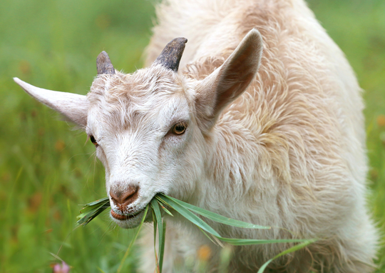 Herbaland Cares: Home for Hooves Giveaway x Fundraiser